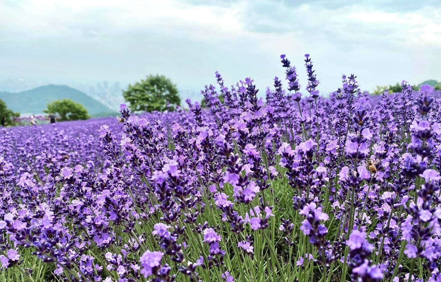 ル・プチ・アルシェのサイトです